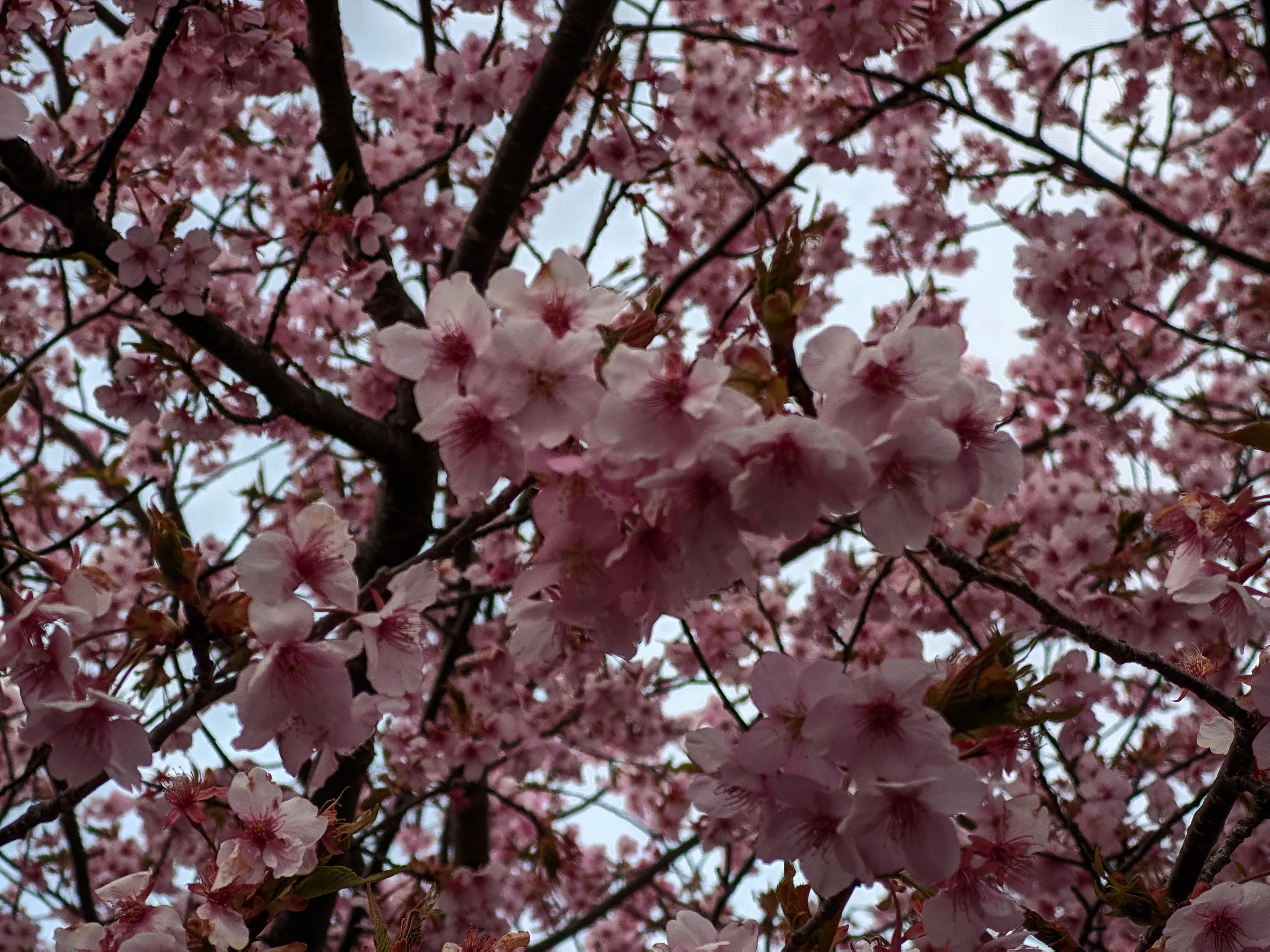 桜の花びら