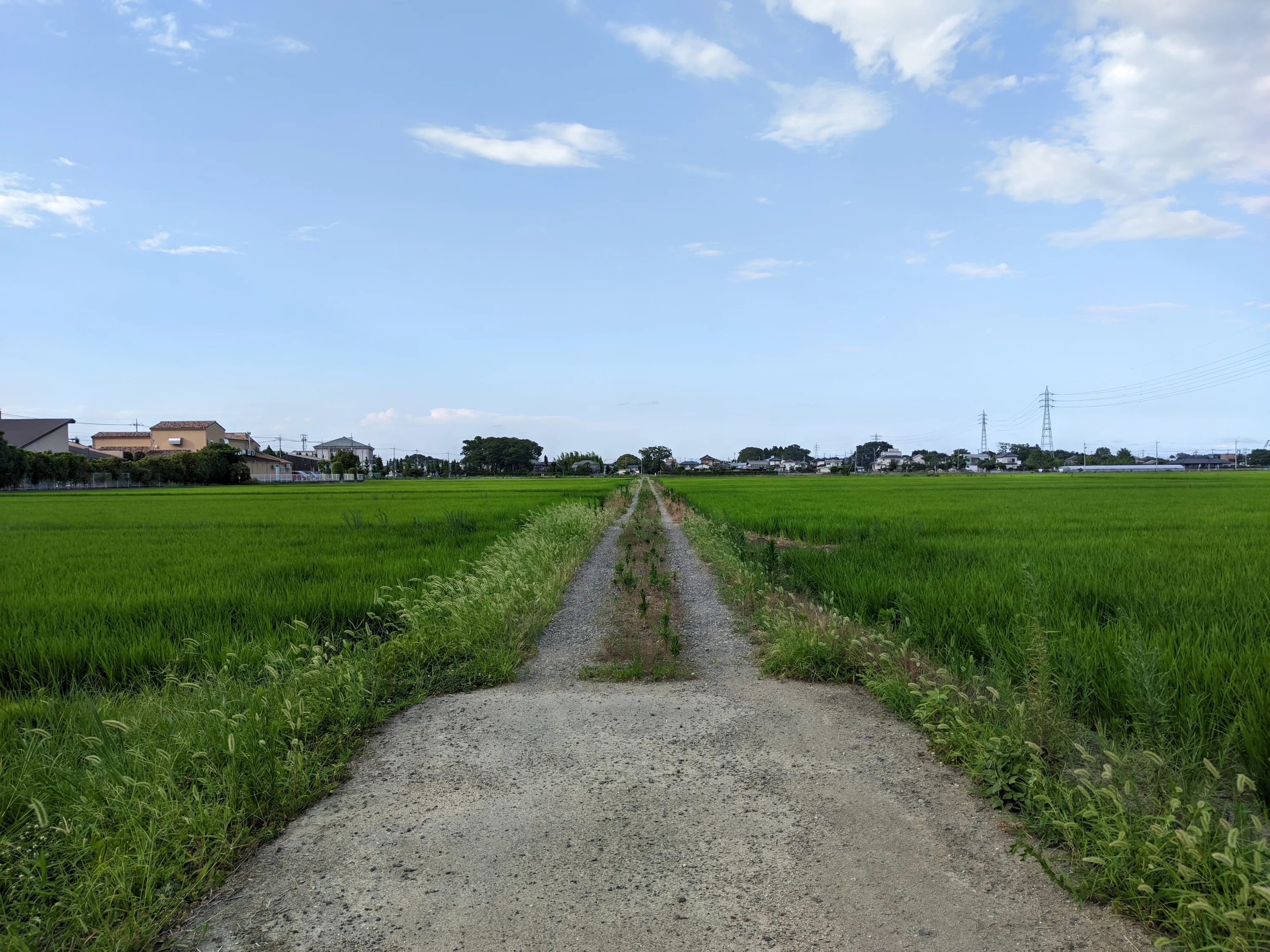 中央からまっすぐ道が伸びて左右に田んぼが広がる