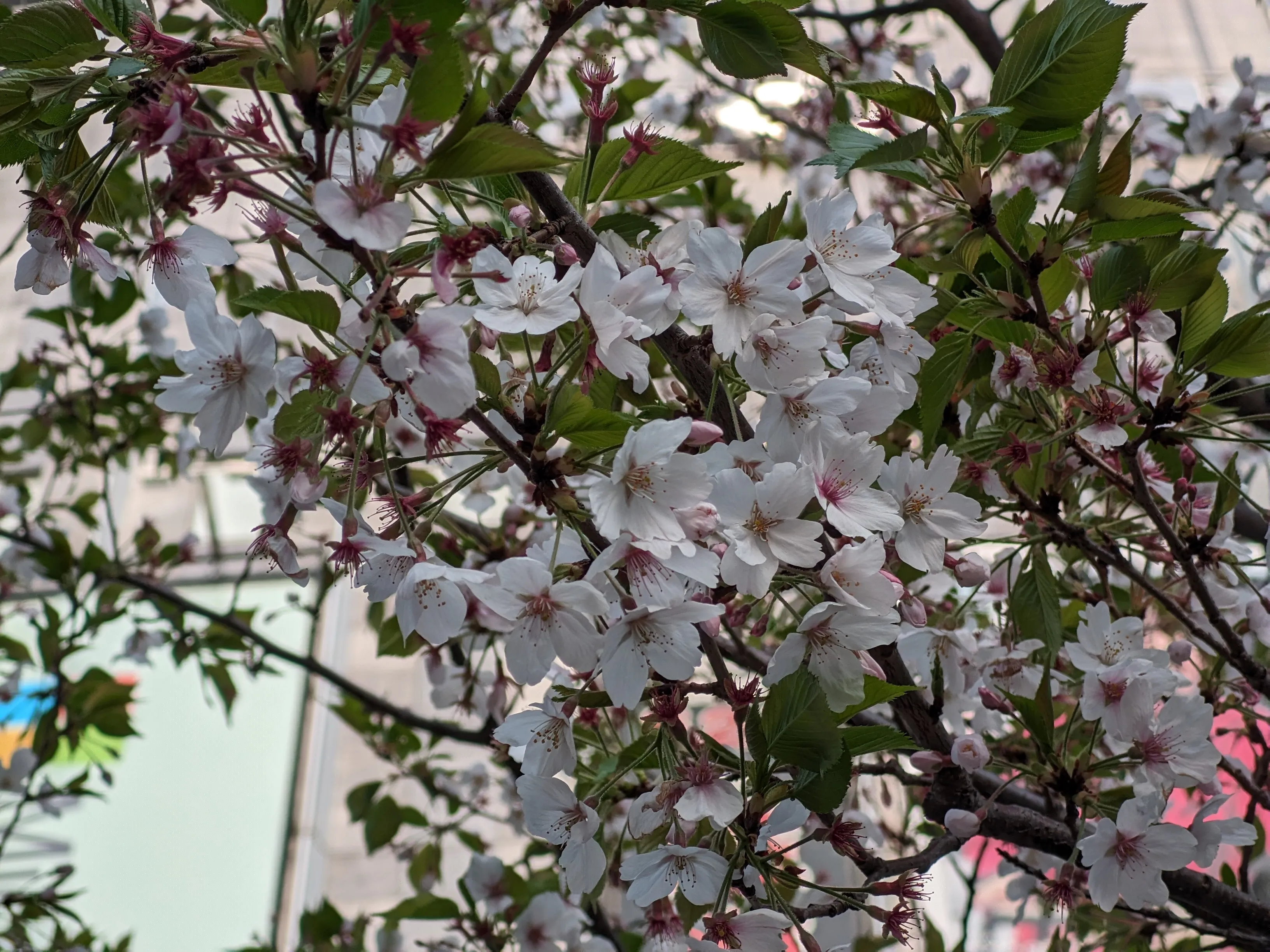 テレフォトカメラで映した桜の木の花びら