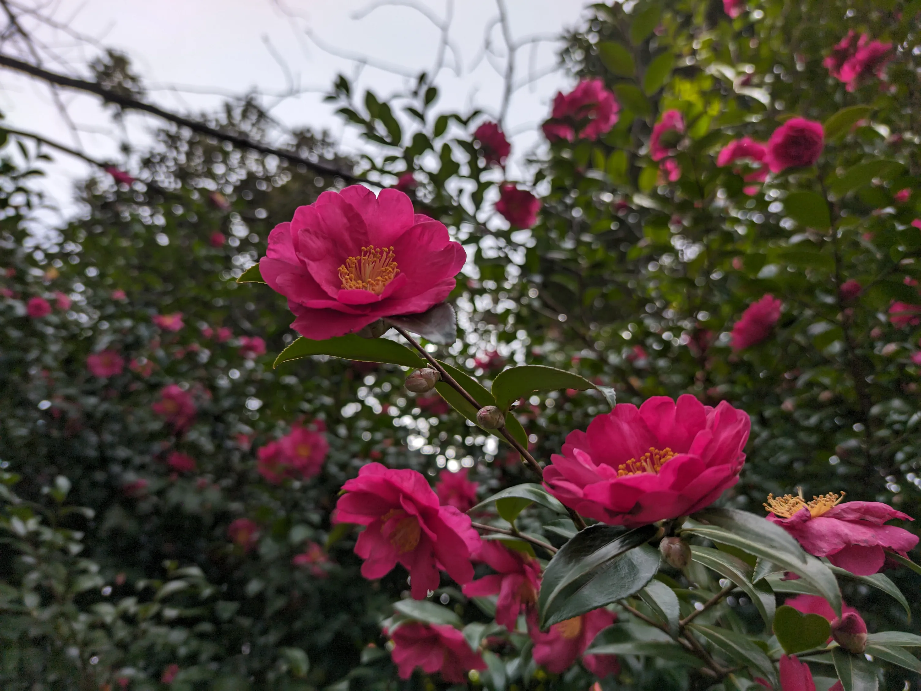 上に咲く花